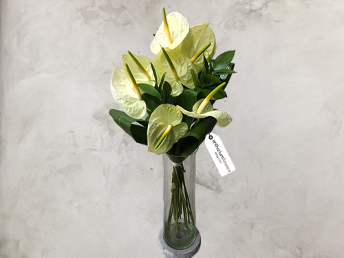 Buchet 7 Anthurium crem